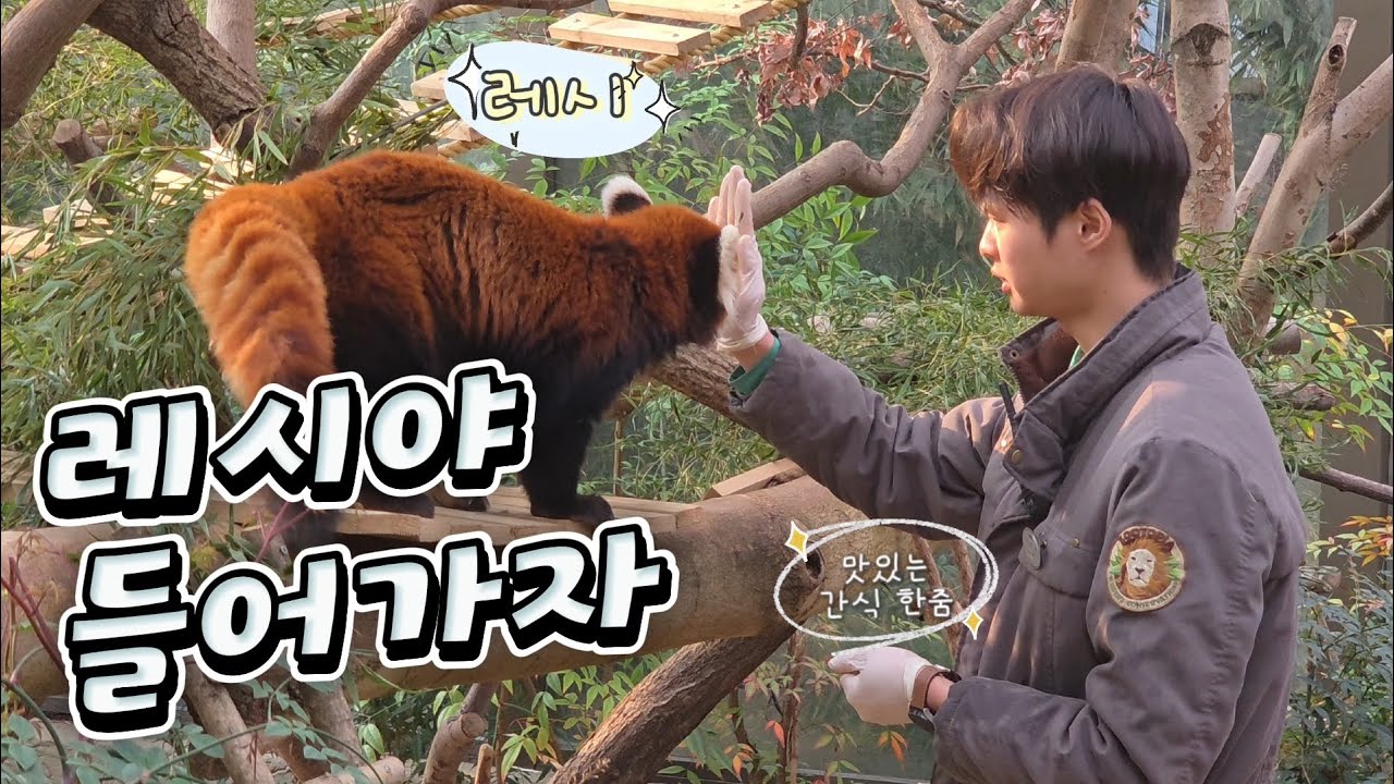 🗓20260312 레서판다 🎦레시야 들어가자 | 주키퍼 따라 졸래졸래🎦 💕🦝레몬🦝레시💕
