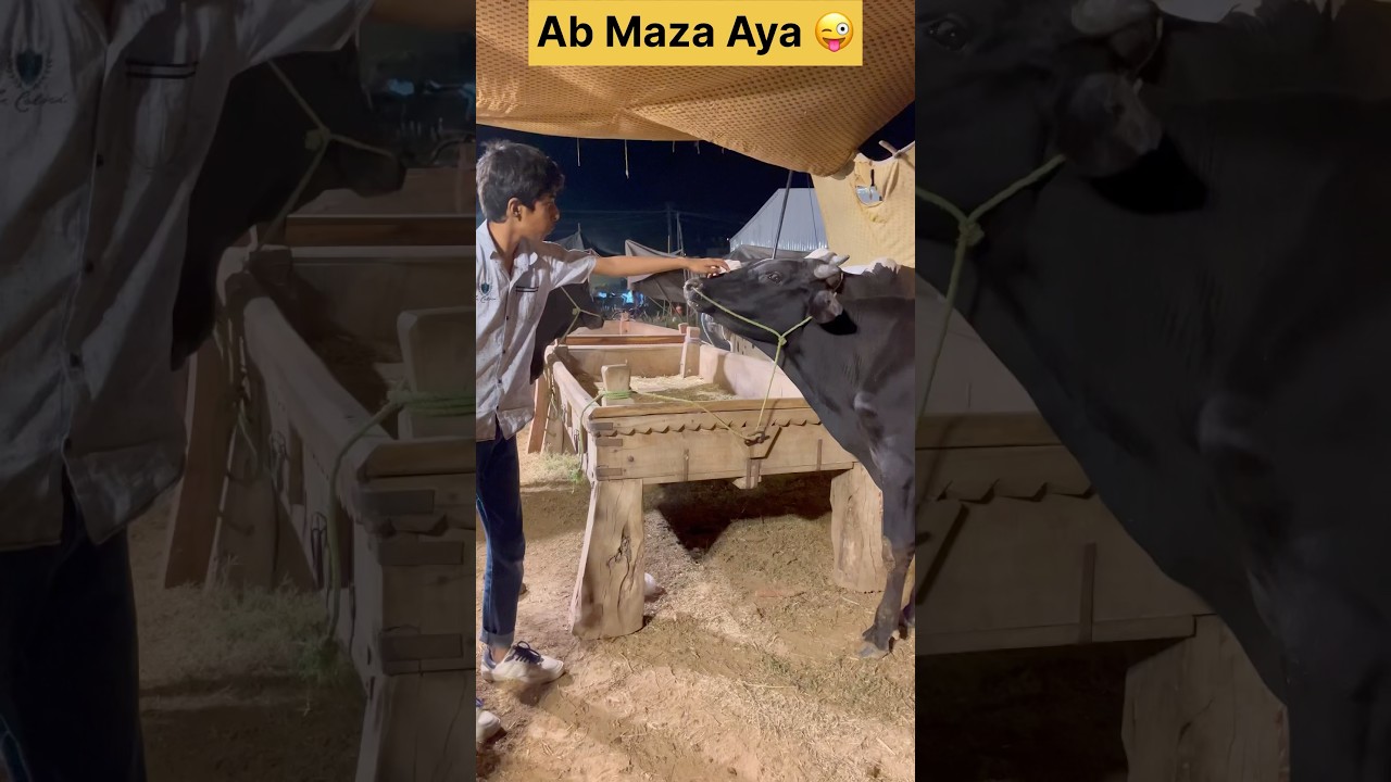 Fun with animals 🐄 | Bakra Mandi 2025 | Qurbani Funny videos #trending #qurbani #eiduladha