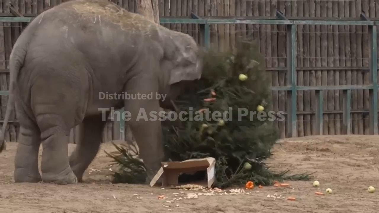 Budapest Zoo brings the Christmas spirit to its animal residents