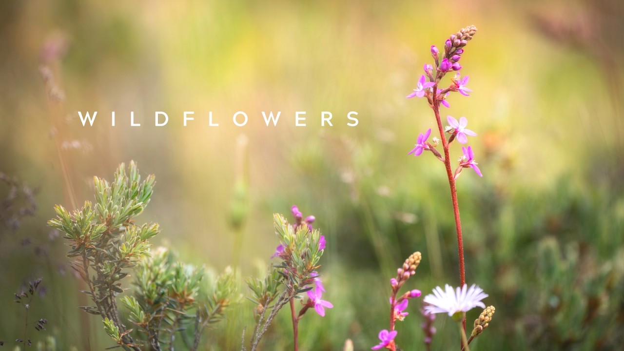 WILDFLOWERS | Techniques for capturing stunning images of Wildflowers