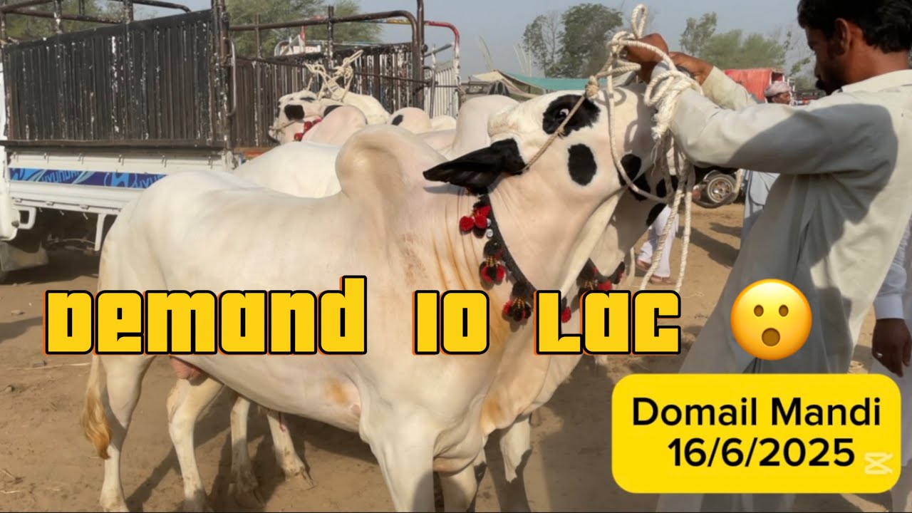 Domail Mandi || cattle market Pakistan || Demand 10 lacs || 16/5/2025