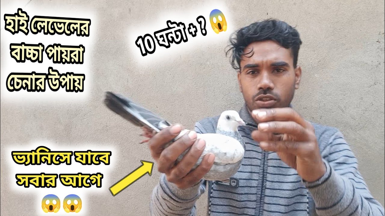 সুপার টিপে উড়বে😱 - সরষের দানা হয়ে উড়বে 😱। সব পায়রার ওপরে থাকবে এই লক্ষণ গুলো থাকলেই 🤩।