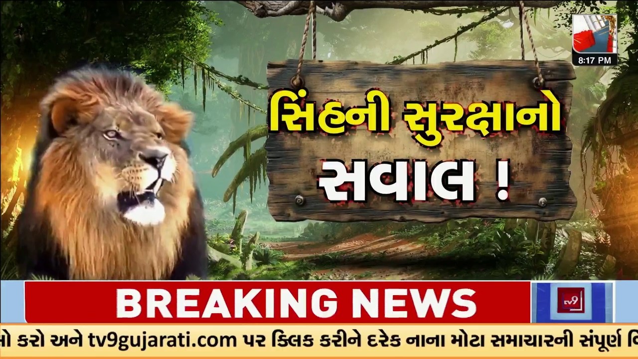 Lion Safety Boosted in Amreli After Rising Highway Accidents | TV9Gujarati