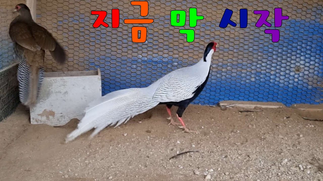 백한  첫번째  알을 낳기시작