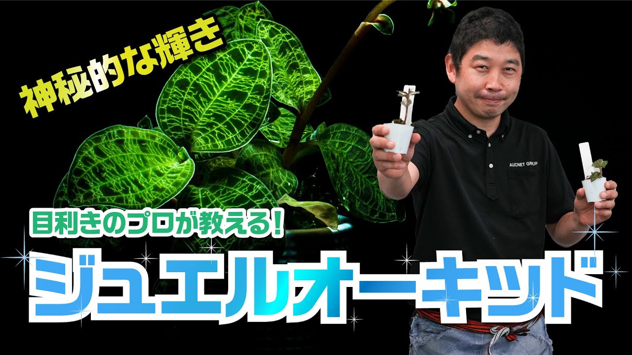 【ジュエルオーキッド】宝石のように輝くジュエルオーキッド（宝石蘭）のおすすめ！
