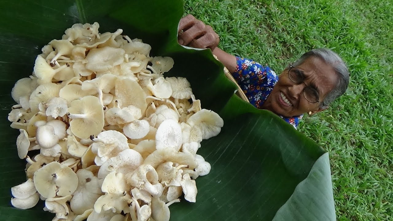 Primitive Food ❤ Natural Mushroom Masala Curry by Grandma | Village Life