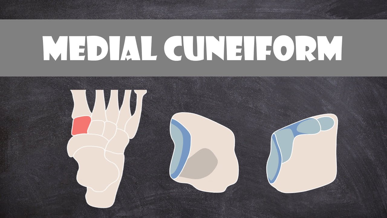 Medial Cuneiform Bone Structure | Anatomy
