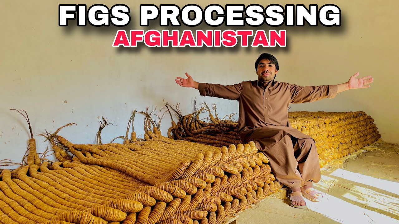 Dry Figs Processing in Afghanistan | Details and Review | Afghan Vlog