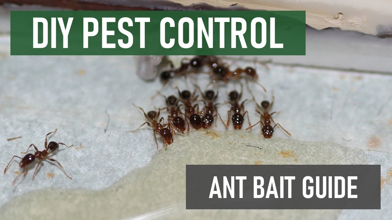 How to Kill an Entire Ant Colony with Bait [Ant Bait Guide]
