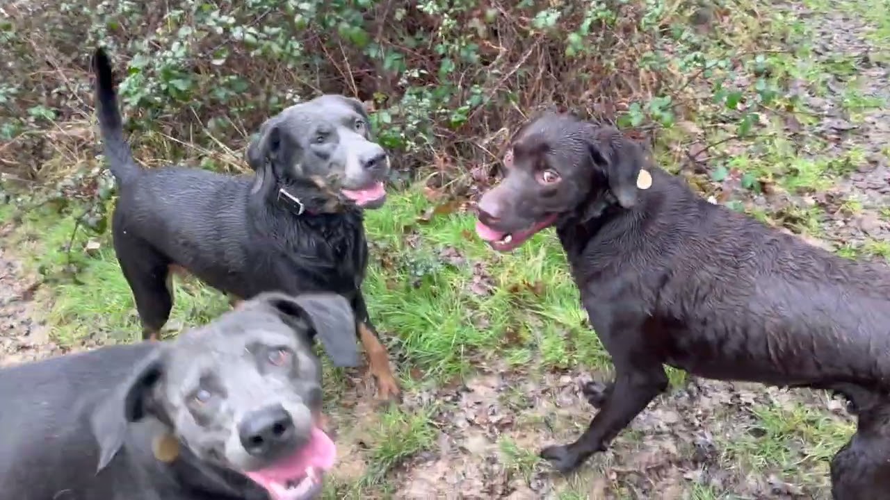 Labradors and Cockapoos