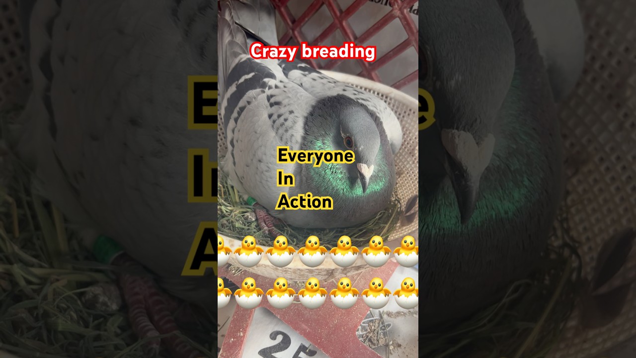 Racing pigeons breeding #2025 #2026 #sort #kalapati #kabootar