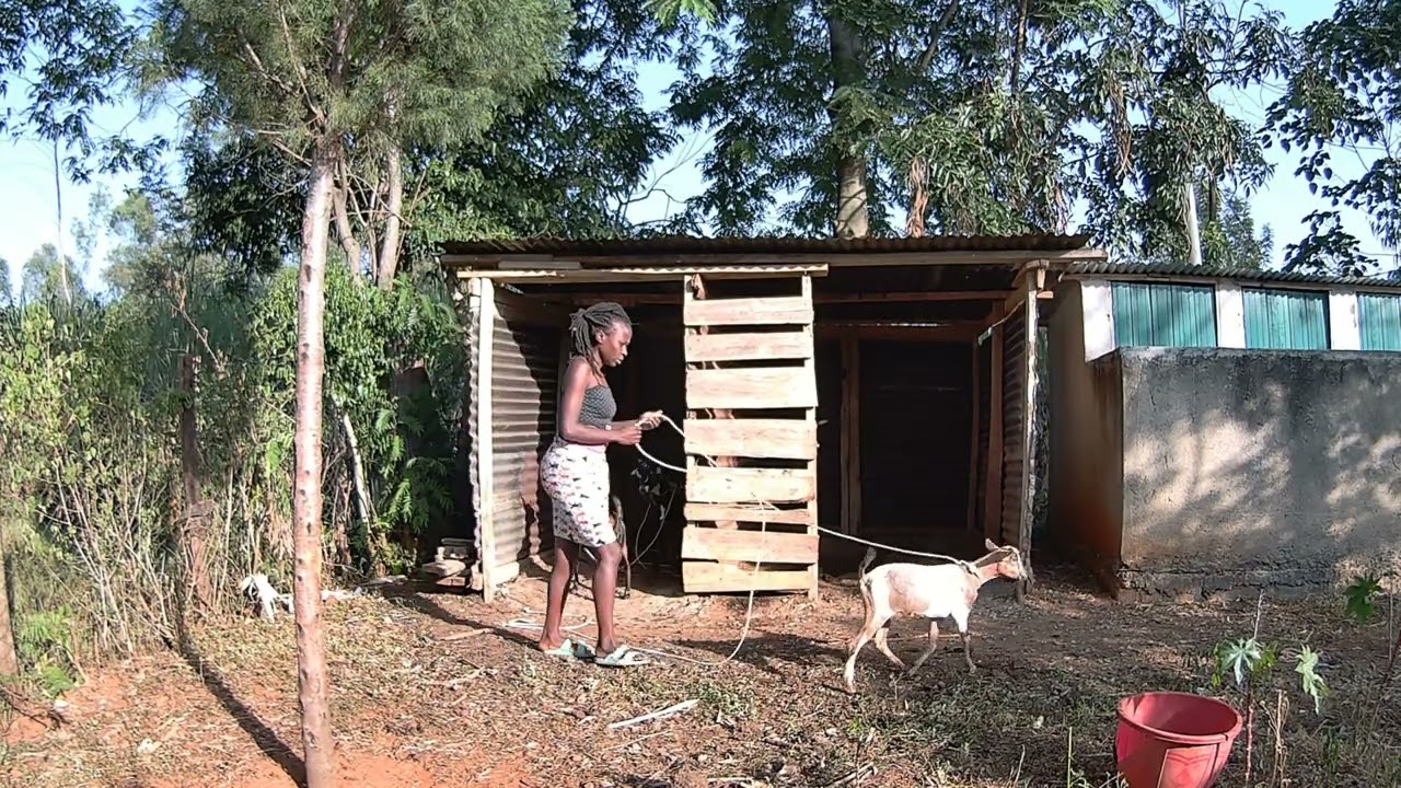 Authentic village life: milking the cow ,Goats and simple living. 