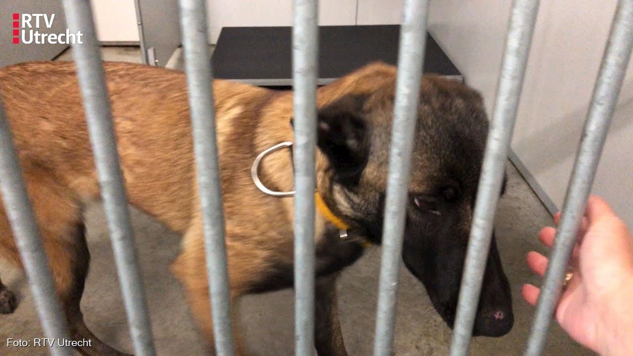 Wie kan gedumpte probleemhond Winnie aan? [RTV Utrecht]