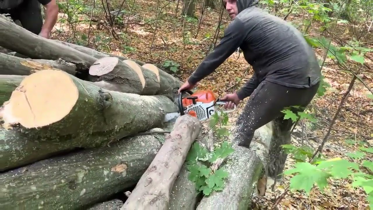 Steel Chain vs Hardwood Giants