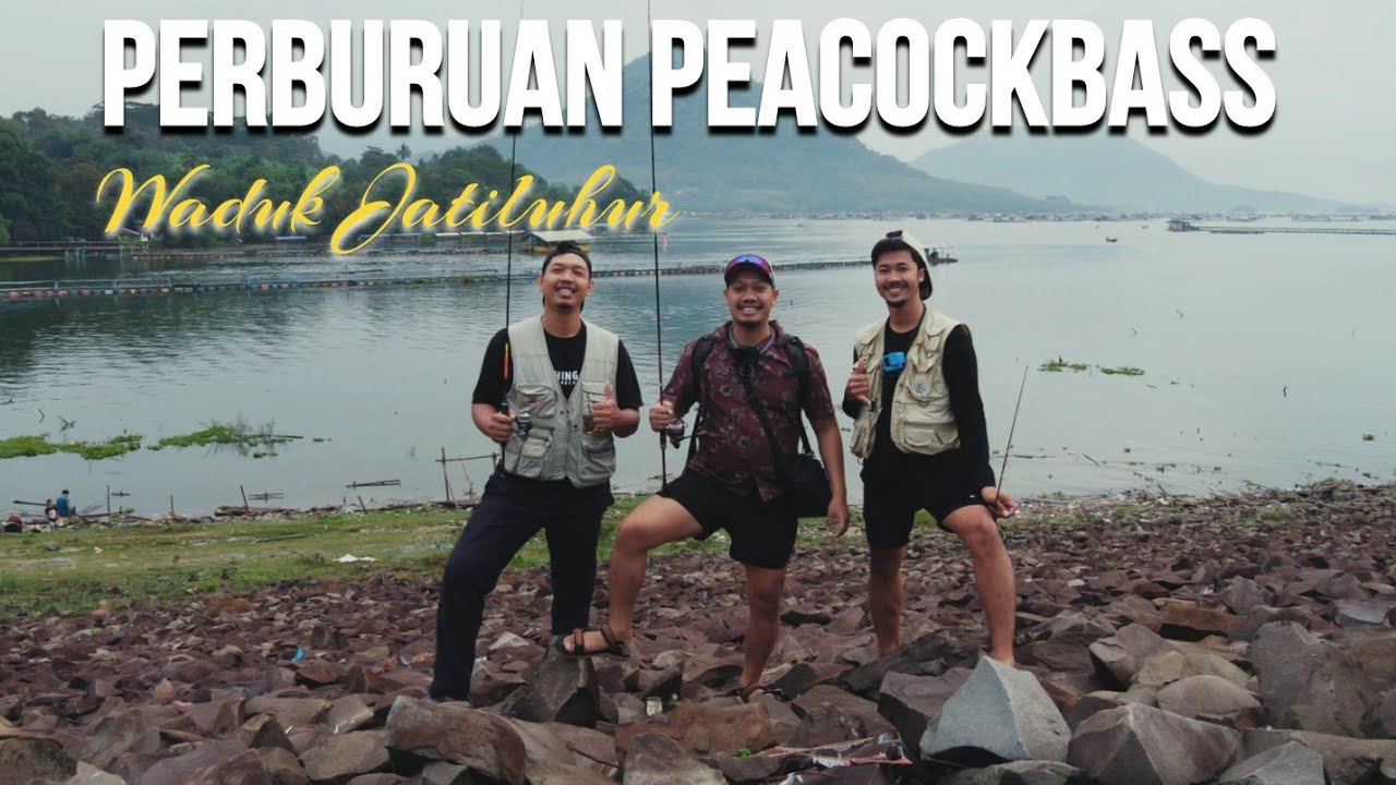 PERBURUAN PEACOCKBASS BARENG @JoviRiadiRachman DENGAN DAIDO EMPERROR GARUDA DAN DAIDO COMPETIZIONE 