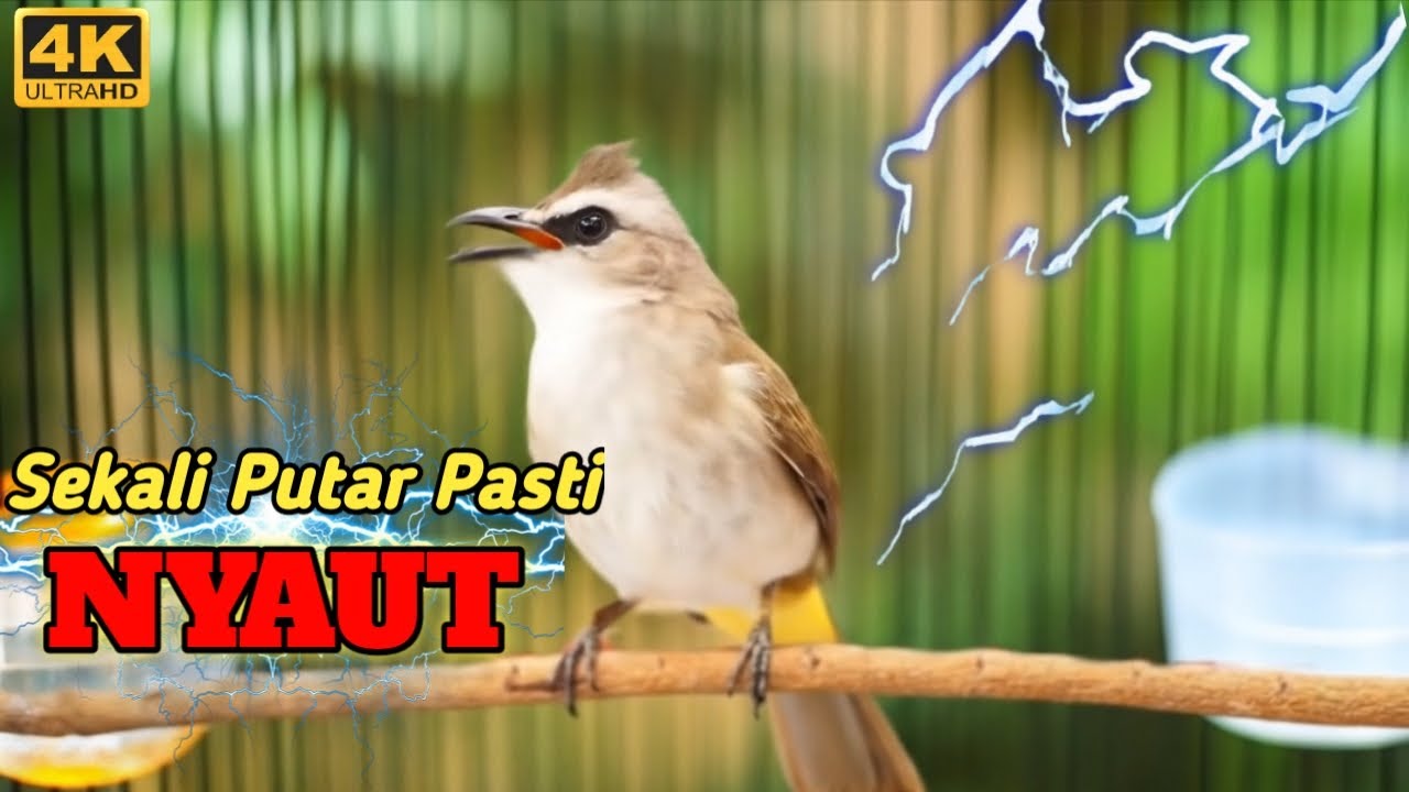 SUARA PANGGILAN TRUCUKAN GACOR PALING AMPUH TERBARU 2026