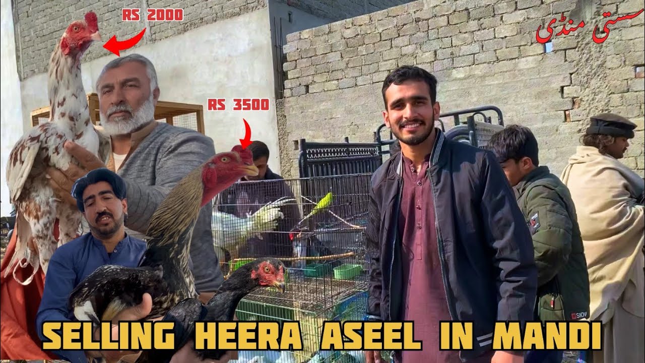 Selling Heera Aseel in Mandi | Part 2 | Pak Birds