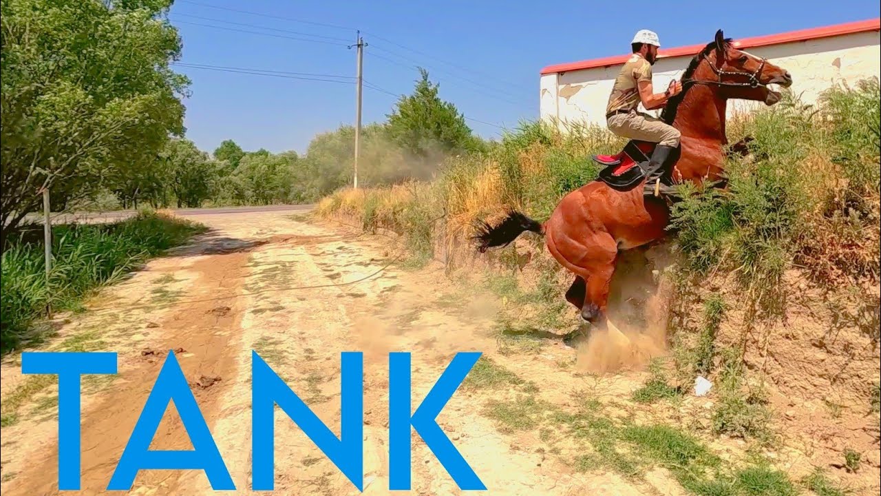 ТАНК СОТИЛАДИ! САМАРҚАНДДА 2 ТА ОТ СОТИЛАДИ! ОНЛАЙН ОТ БОЗОР