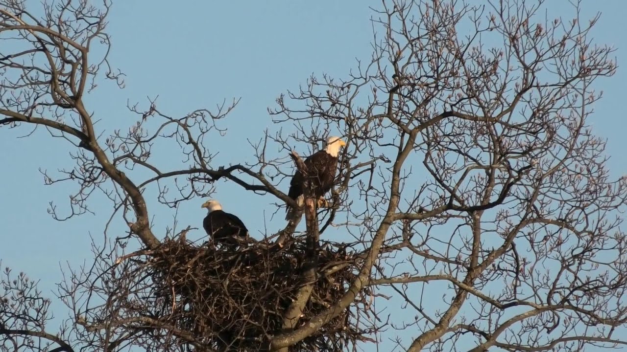 A Bald Eagle Couple Relaxing