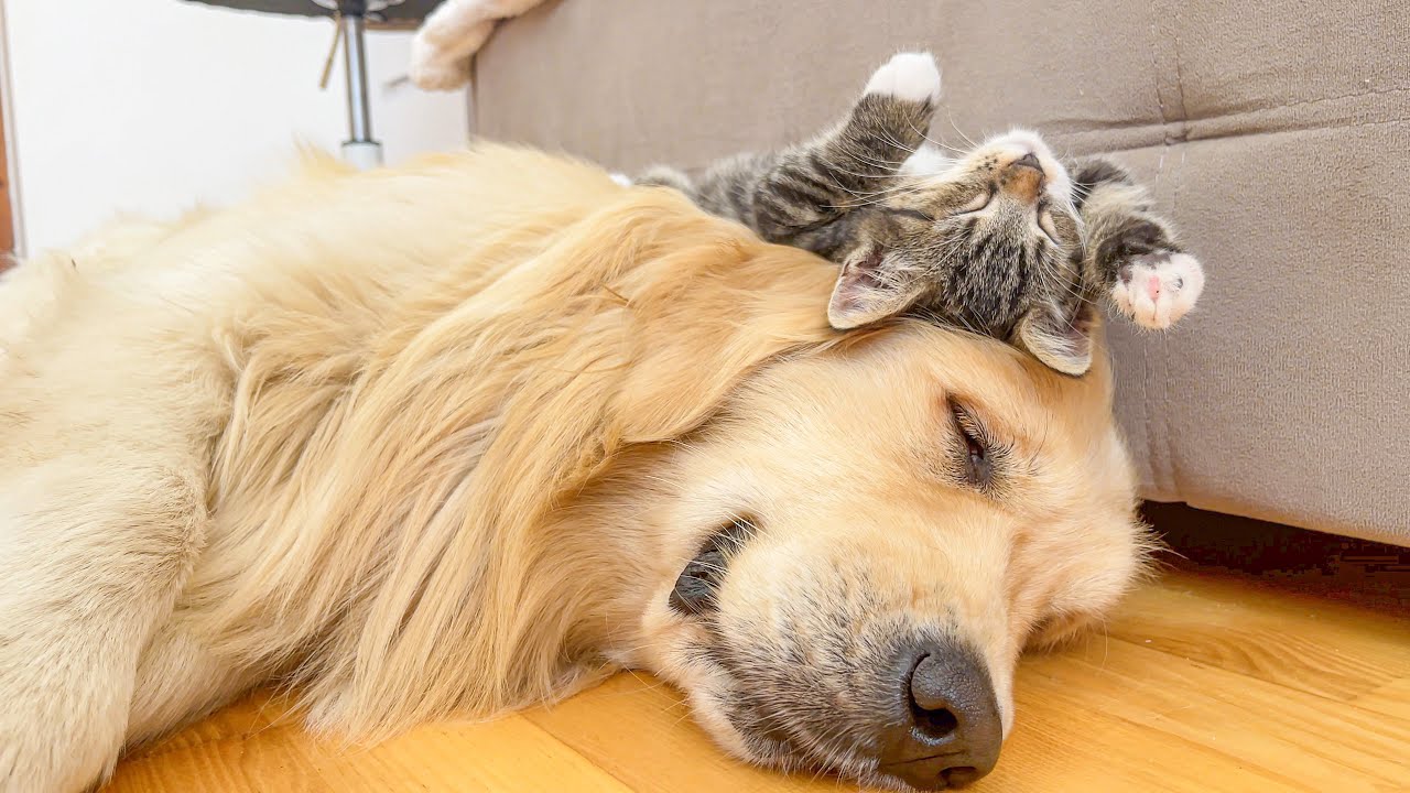 Tiny Kitten Thinks His Golden Retriever Is The Best Bed In The World [CUTEST VIDEO EVER]