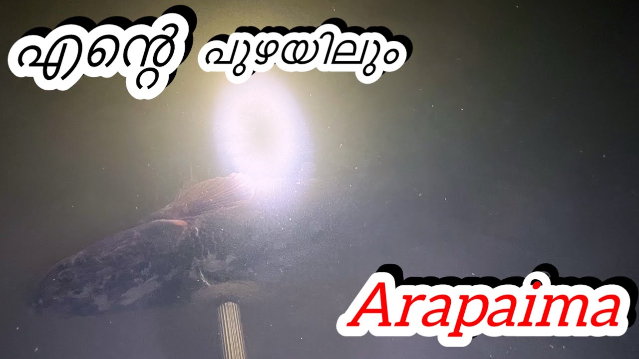 പുഴയിലെ ആരാപൈമ