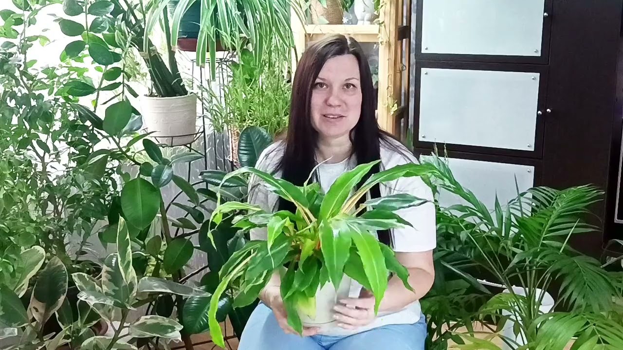 Комнатные растения из 