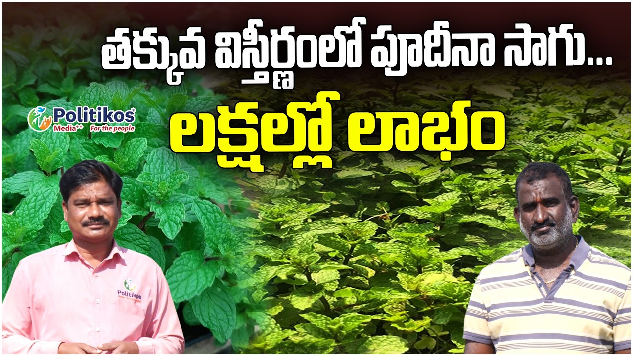 Success Story of Pudina|Mint Cultivation :ఒక్కసారి నాటుకుంటే 20 ఏళ్లకు పైబడి పంట తీయొచ్చు Politikos