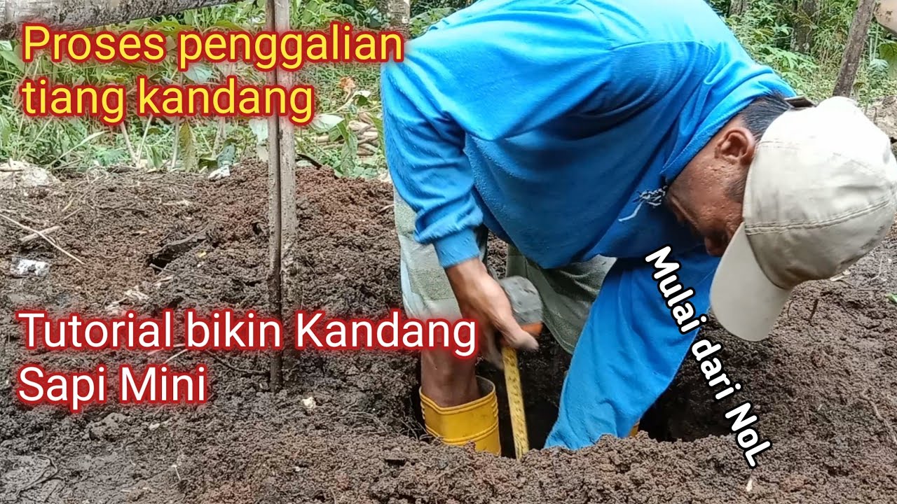 Cara Bikin Kandang Sapi Sederhana Eps 2,