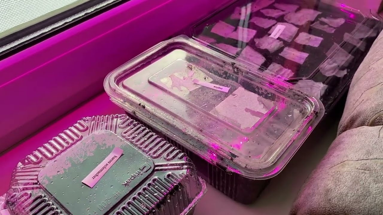 Growing Wild Strawberries from Seeds for the First Time 🍓 | Week 1