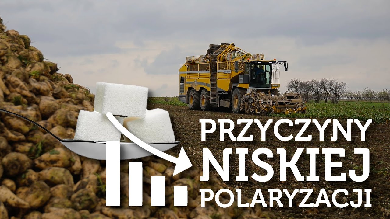 BURAKI CUKROWE NIE TAKIE SŁODKIE - RAPORT Z TERENU - #150 nawozy nonstop