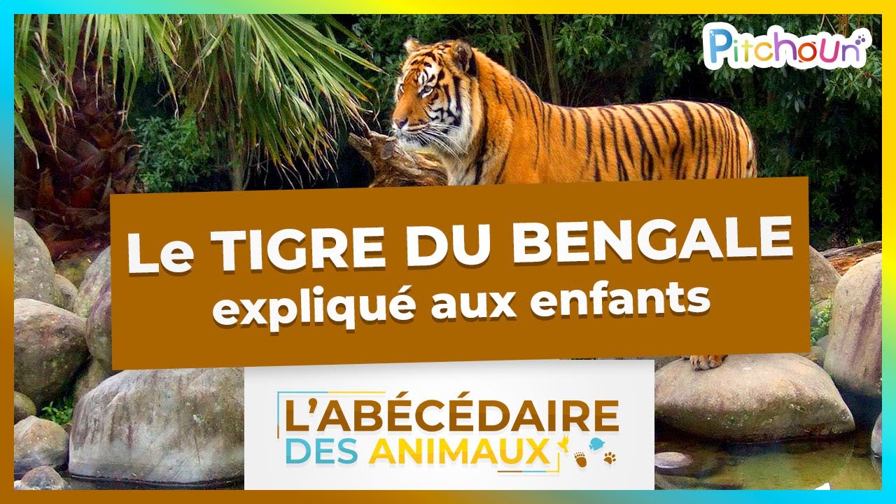 A la découverte du Tigre du Bengale - l'Abécédaire des Animaux
