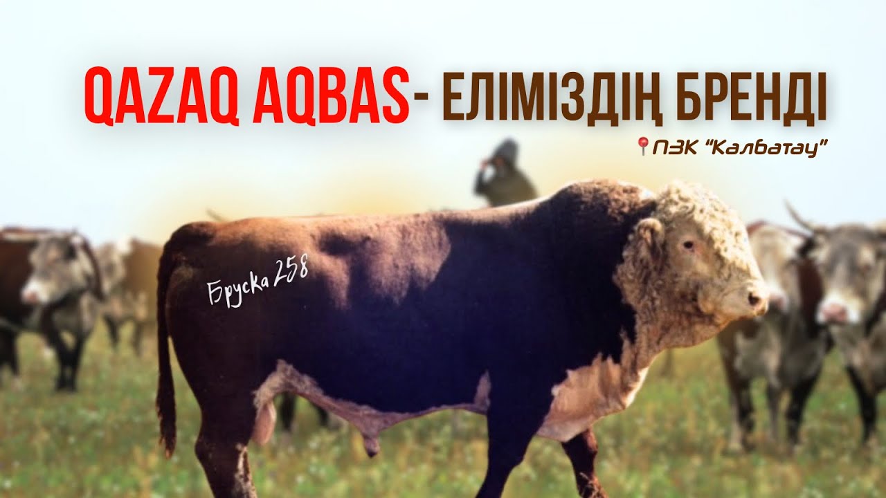 «Племзавод Калбатау» РЕКОРДСМЕН БҰҚАЛАР ШЫҚҚАН “ҚАЛБАТАУ” АСЫЛ ТҰҚЫМДЫ МАЛ ЗАУЫТЫ.