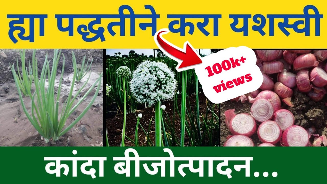 कांदा बीज उत्पादन माहिती / kanda bijutpadan / कांदा बियाणे निर्मिती / गोट कांदा लागवड