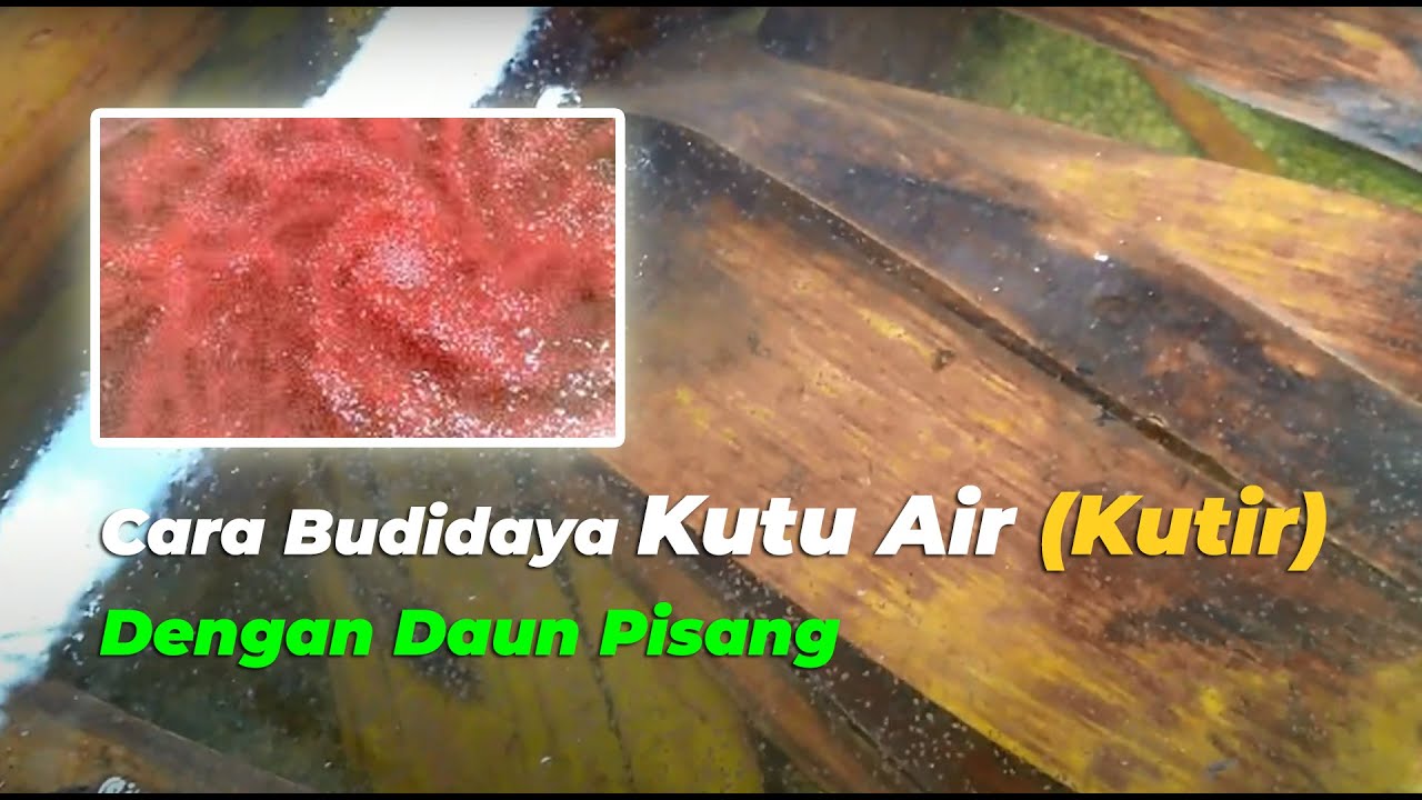 Cara Membuat Kutu Air (Kutir) dengan Daun Pisang