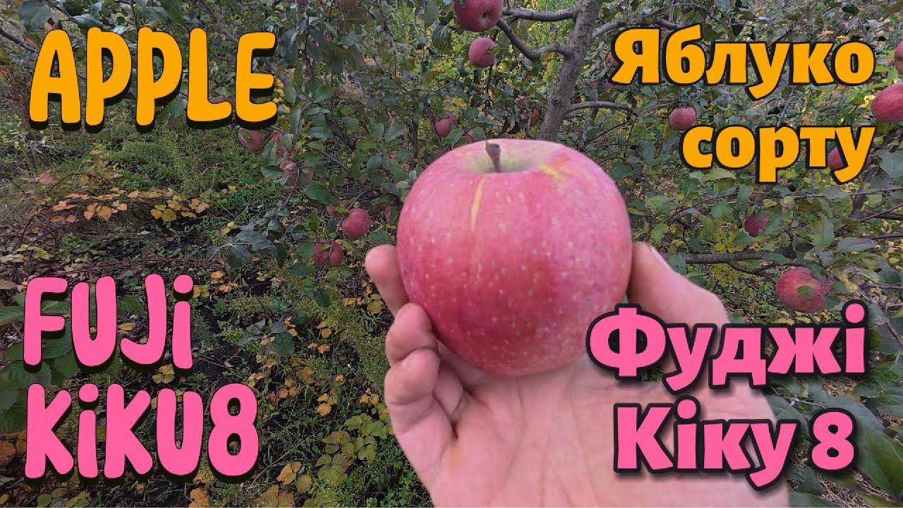 Огляд яблук сорту Фуджі КІКУ 8. Apple Fuji KIKU 8