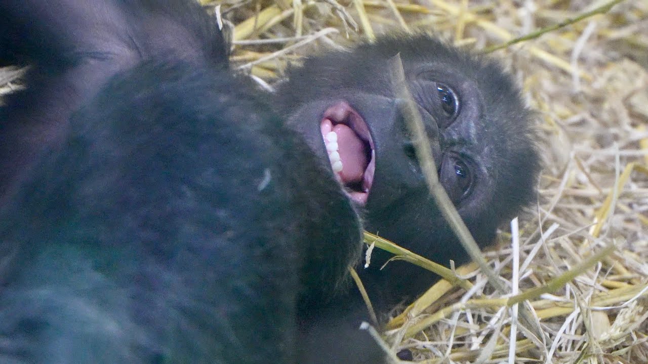 Gorilla Sister Nala Takes Baby Makongo in Front of Dalila 😱