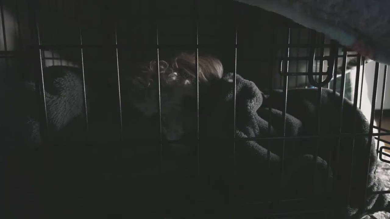 Ralphie_Pooh is live! Relaxing With Ralphie Live 🐶💤