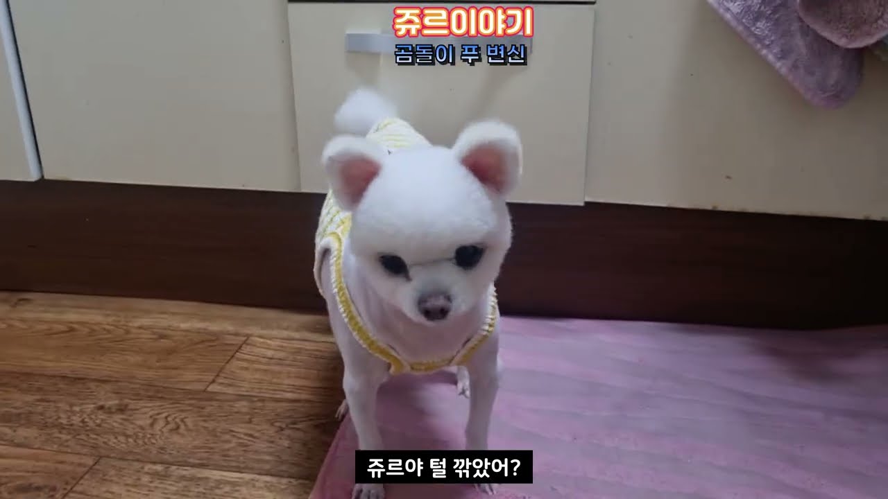 쥬르(강아지)의 변신은 무죄(곰돌이푸)#쥬르이야기 #강아지 #반려견 #puppy #강아지일상