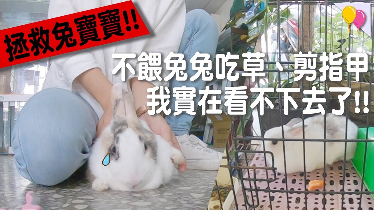 😠拯救兔兔！直接帶著牧草拜訪飼養不周的店家！沒剪過的指甲竟長1公分🔥！｜兩隻胖兔兔 侑敏yomin