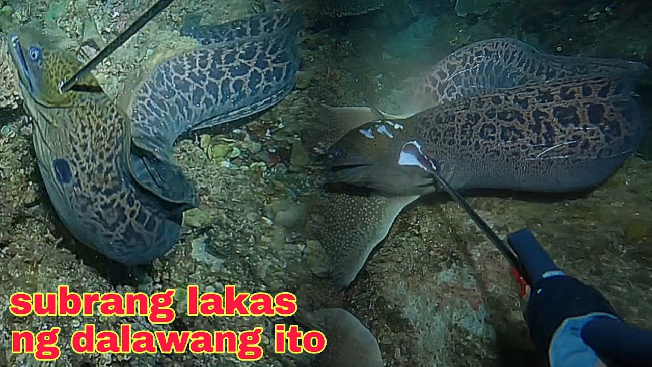 ep607 dive1 dalwang ahas dagat subrang lakas