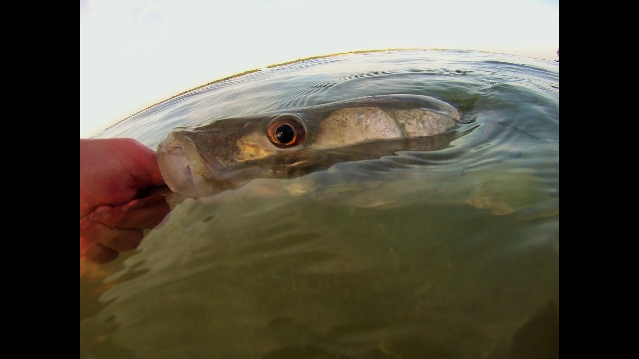 Lunker Snook Rolls on Plug