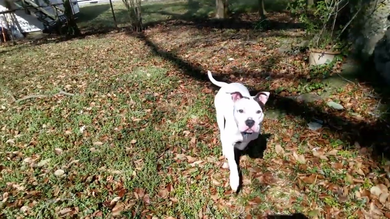 Shelter dog Harriet break from shelter