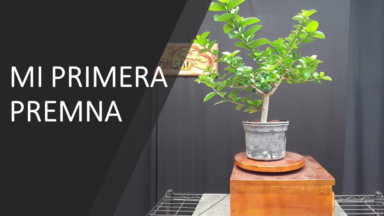 Mi primera PREMNA