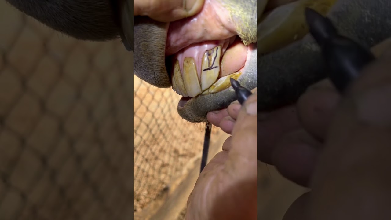 Aging tips! #a5ranch #RichAffonso #besteverpads #satisfying #asmr #horse #teeth #farrier