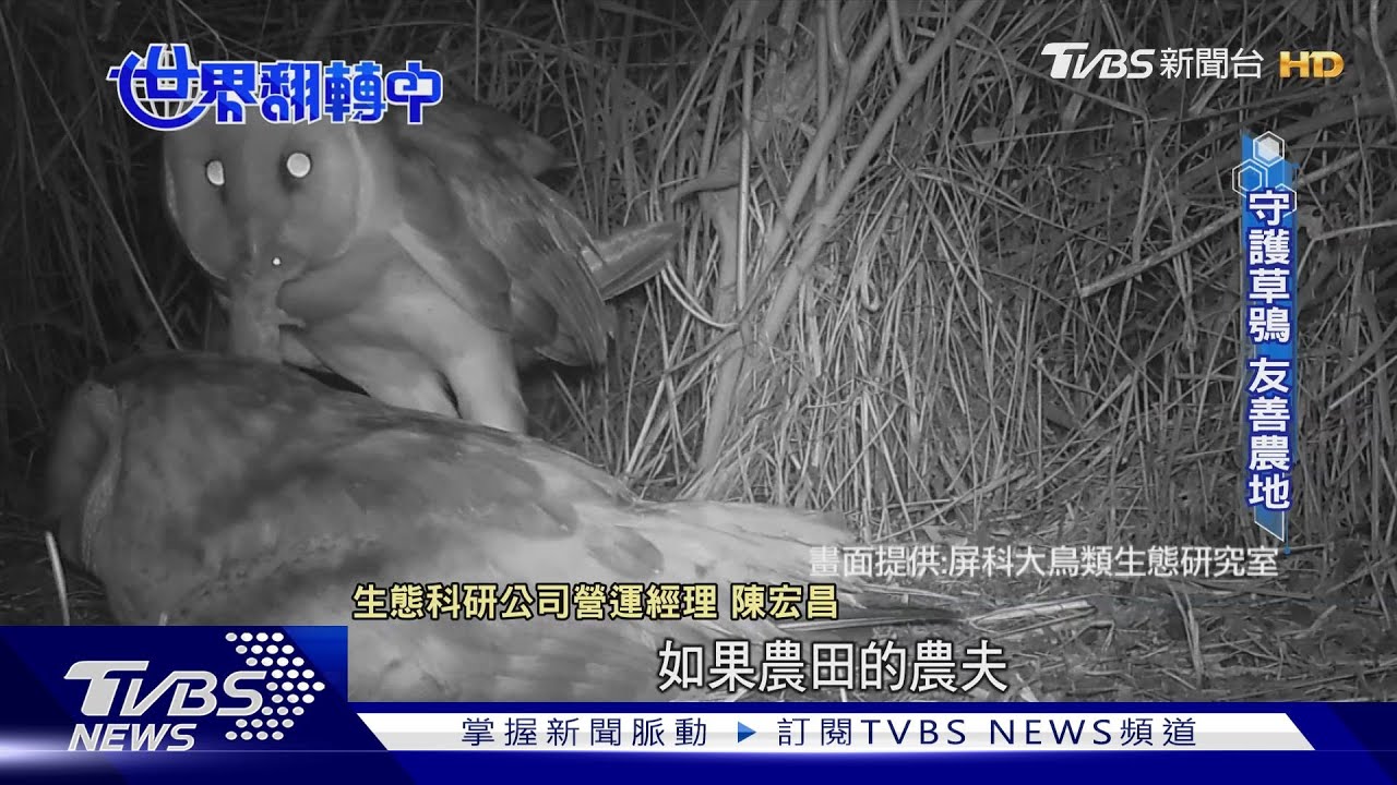 【世界翻轉中】瀕危草鴞全台剩500隻 農友友善種植守護棲地｜TVBS新聞 @TVBSNEWS01