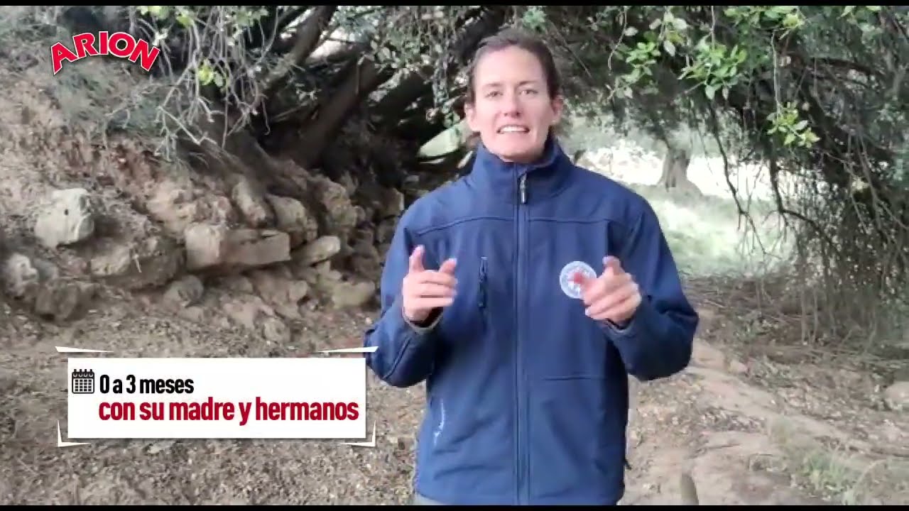 Aprende a practicar Canicross, tutorial 4: Cachorros.