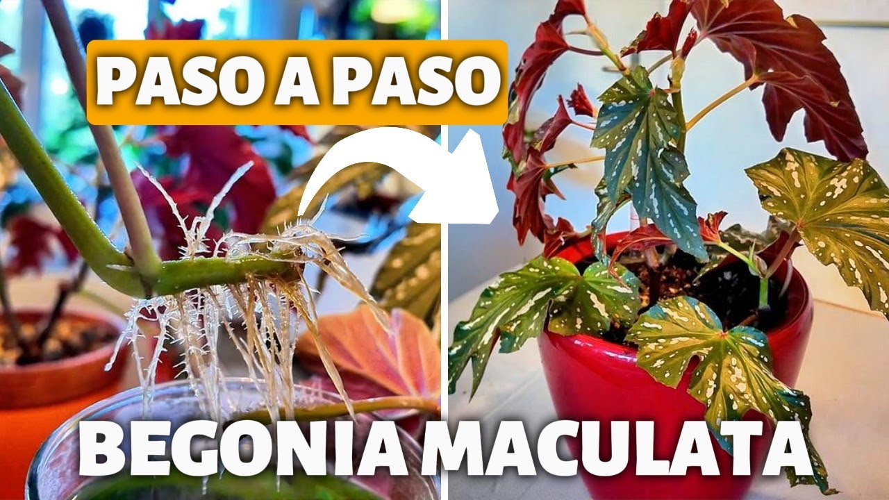 BEGONIA MACULATA: Cuidados Básicos y Reproducción PASO A PASO