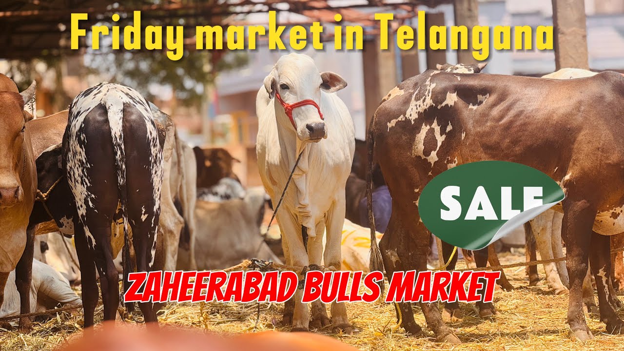 Zaheerabad market | Friday market | bulls market | Jumma ka bazar cattle market #bulls#cattle#market