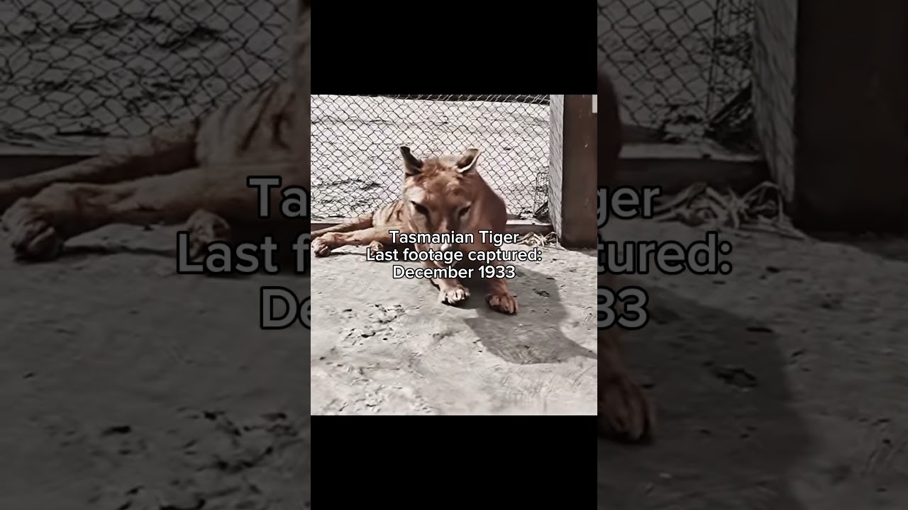 Last footage of extinct animals #animal #sad #shorts