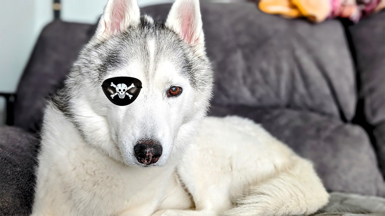 What's Wrong With My Dogs Eye?